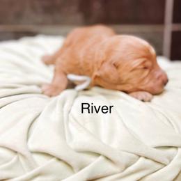 River - Red  male Goldendoodle puppy in Pasco, Washington from Camp Doodle Woods