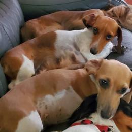 Zuri - Dachshund