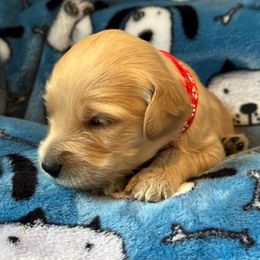 Goldendoodle Puppies from Bridger Peak Doodles