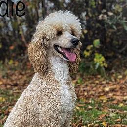 Sayde - Poodle