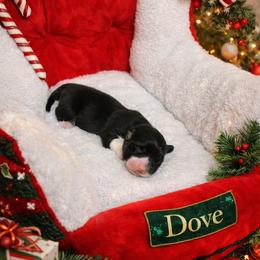 Dove - Black and white female American Corgi puppy in Temple, Texas from Silver Moon Cardigan and American Corgis