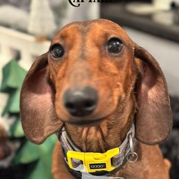 Captian - Dachshund