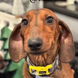 Captian - Dachshund