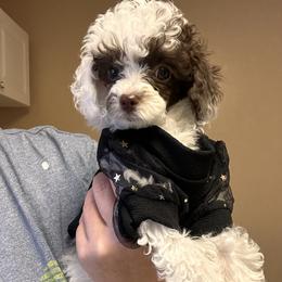 Latte - Poodle