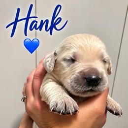 Hank - Blue - Light golden male Golden Retriever puppy in Eaton Rapids, Michigan from Steele Goldens