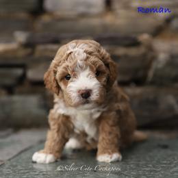 Roman - Red male Cockapoo puppy in Canastota, New York from Silver City Cockapoos