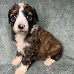 Boy 4 - Sable male Aussiedoodle puppy in Alabama from SBA Aussies