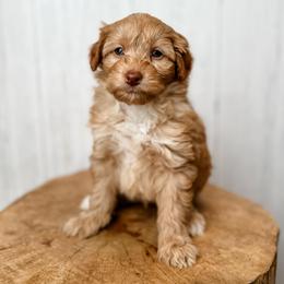 Jerry - Red male Aussiedoodle puppy in Arlington, Washington from Doodle Love Laugh