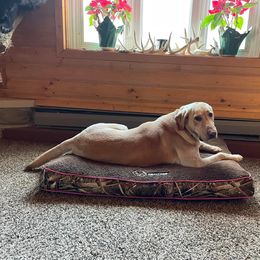 Labrador Retriever All Grown Up from Bull Valley Retrievers