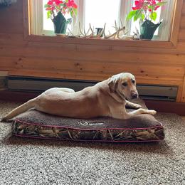 Labrador Retriever All Grown Up from Bull Valley Retrievers
