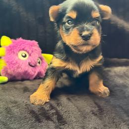 Evie Dawn - Black and tan female Yorkshire Terrier puppy in Coeur D Alene, Idaho from Cozy Coeur Yorkies