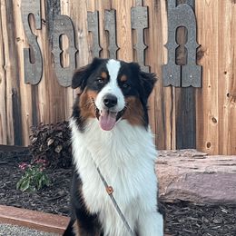 Ruger - Australian Shepherd