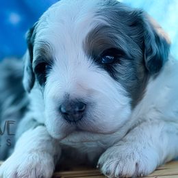 Aussiedoodles, Bernedoodles, Cockapoos, and Goldendoodles from Puppy Love Doodles