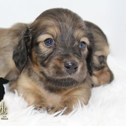 Dachshund Puppies from Piney Woods Miniature Dachshunds