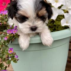 Mal-Shi Puppies from Kelli Hickman