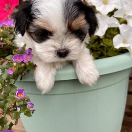 Mal-Shi Puppies from Kelli Hickman