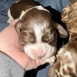 Yellow - Liver and white female English Springer Spaniel puppy in Wells, Vermont from Everyday Sunshine Springers