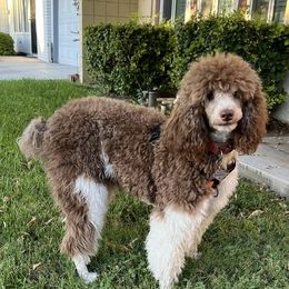 Poodles from The Standards