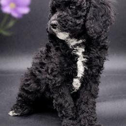 Purple - Black female Goldendoodle puppy in Byron, Georgia from Southern Olive Doodles 🫒