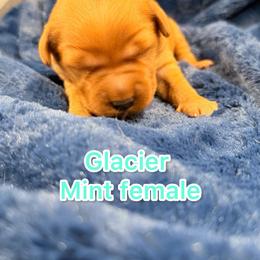 Mint green - Dark golden female Golden Retriever puppy in Salt Lake City, Utah from Soaring golden retrievers