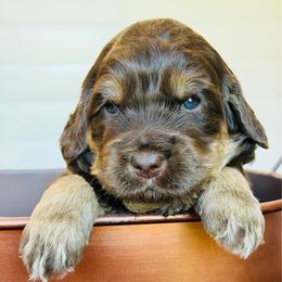 Boy 1 - Chocolate male Australian Labradoodle puppy in Florence, New Jersey from Royal Manor Labradoodles