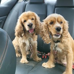 Fritz - Cocker Spaniel