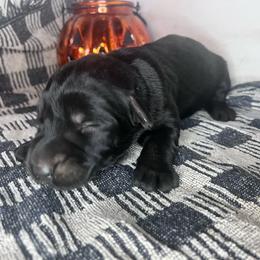 Nutter Butter - Black female Giant Schnauzer puppy in Tabernash, Colorado from Schnauzer Paw Homestead