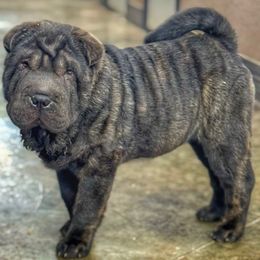 Halley - Black female Chinese Shar-Pei puppy in Hugo, Oklahoma from Mini Hippo Land