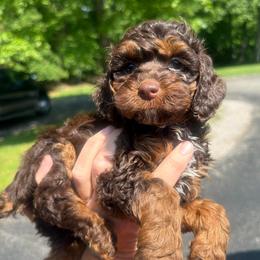 Daisy - Brown female Cockapoo puppy in Connersville, Indiana from MoonShine Babies