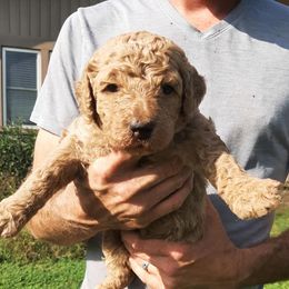 Poodles from Smith Lake Standard Poodles