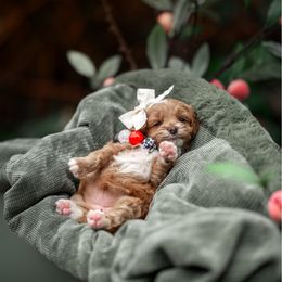 Frou-frou - Red and white female Cockapoo puppy in Deming, Washington from Heavenly Puppies to Love