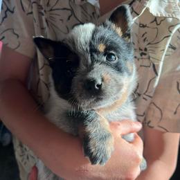 Boy 2 - Blue male Australian Cattle Dog puppy in Irvington, Kentucky from Dry Valley’s Australian Cattle Dogs