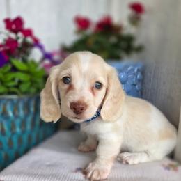 Cream dapple piebald Runt blue 3200 - Cream male Dachshund puppy in Lexington, Oklahoma from Long Doggy Acres Miniature Dachshunds