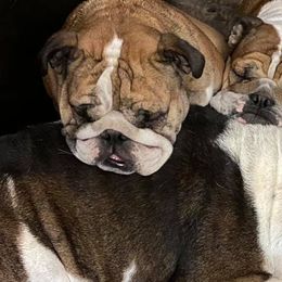 Bulldogs from Mary Grider