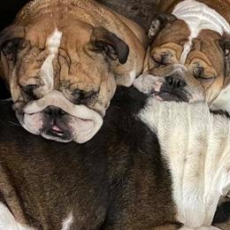 Bulldogs from Mary Grider