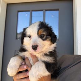 Colt - Black tri male Miniature American Shepherd puppy in Payson, Arizona from Barnhardt Minis