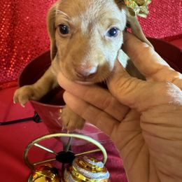 POPPY - Red female Dachshund puppy in Polo, Missouri from Blue Tails Farm
