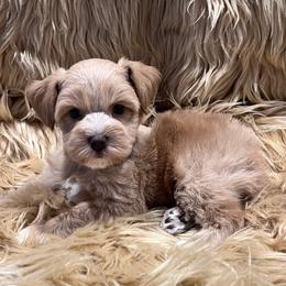 Wheaten Male - Wheaten male Miniature Schnauzer puppy in San Augustine, Texas from My Little Schnauzer Pals