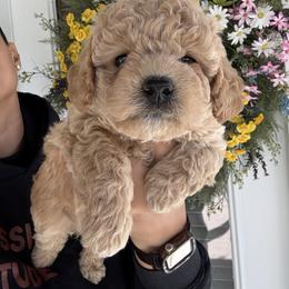 Jenny - Apricot female Poodle puppy in Stafford, Virginia from Morris Doodles Virginia