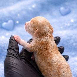 Saffron - Champagne male Maltipoo puppy in Tuscola, Illinois from Dream on puppies