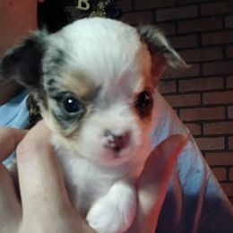 Juliet - Merle female Chihuahua puppy in Federalsburg, Maryland from Mobley Chihuahuas