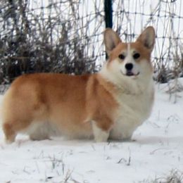Cake - Pembroke Welsh Corgi