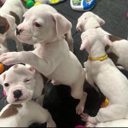 Daisy - Girl 3 white 'Runt' - White female Boxer puppy in Nashville, Tennessee from Best Friends over 20+ years experience