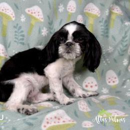 Shih Tzu Puppies from Altas Palmas Shih Tzu