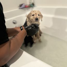 Goldendoodle Puppies from Diverse Nurturing Affectionate Doodle Kennel