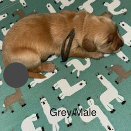 Here comes trouble - Dark golden male Golden Retriever puppy in Gainesville, Florida from Heart and Soul Dog Breeding, Inc.