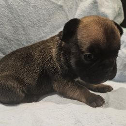 French Bulldog Puppies from Stephanie Jones