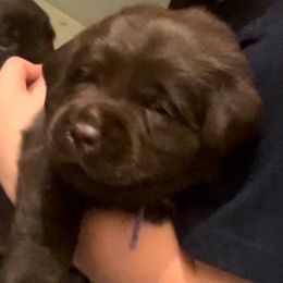 Girl 6 - Chocolate Labrador Retriever puppy in Hutto, Texas from Texas Bluebonnet Labs