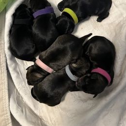 Miniature Schnauzer Puppies from Lakehouse Miniature Schnauzers of Southern Indiana