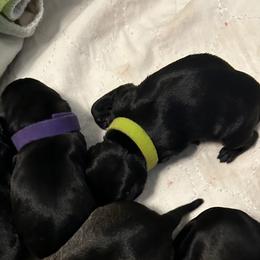 Miniature Schnauzer Puppies from Lakehouse Miniature Schnauzers of Southern Indiana